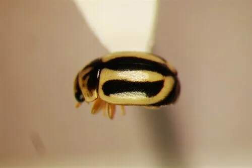 Hyperaspidius vittigerus