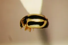 Hyperaspidius vittigerus thumbnail 1