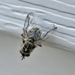 Stable Fly thumbnail 4