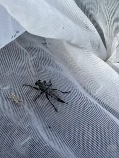 Sagebrush Hammertail thumbnail 2