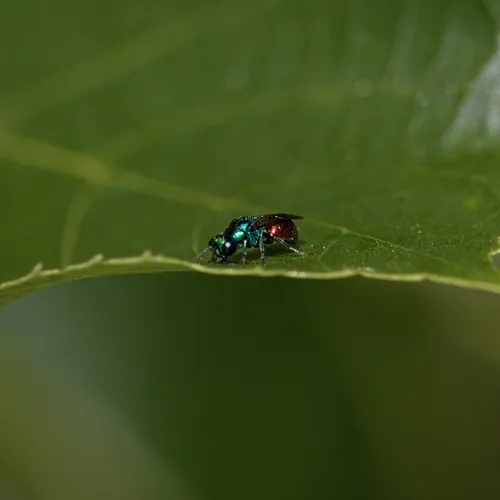 Pseudomalus auratus