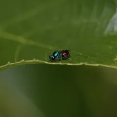Pseudomalus auratus thumbnail 1