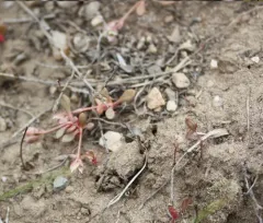 rosy calyptridium thumbnail 2