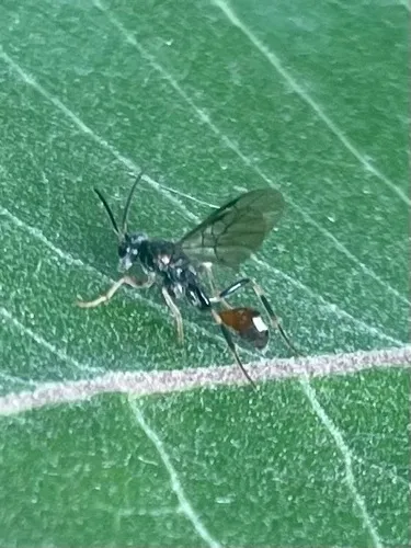 Ropronia garmani