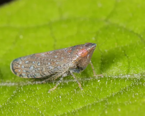 Blueberry Leafhopper