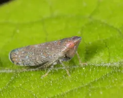 Blueberry Leafhopper thumbnail 1