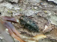 Chrysobothris viridiceps thumbnail 3