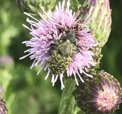 Turbine Cylindrical Weevil thumbnail 2