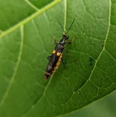 Frison's Soldier Beetle thumbnail 2