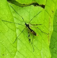Ptychoptera quadrifasciata thumbnail 4