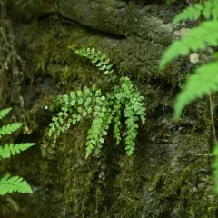 green spleenwort thumbnail 2