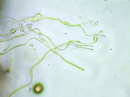 Diderma alpinum