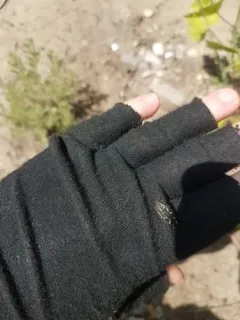 Acmaeodera knowltoni thumbnail 3