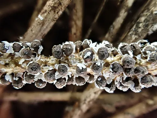 Polyschismium fallax