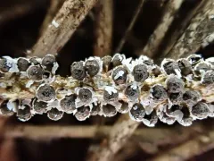 Polyschismium fallax thumbnail 1