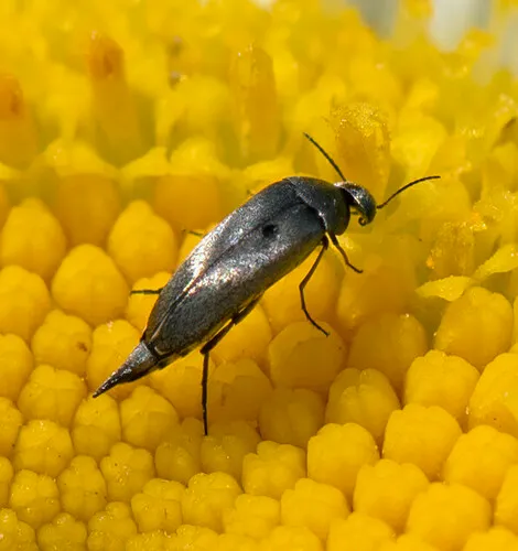 Mordellistena aemula