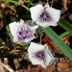 cat's ear thumbnail 2