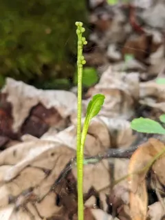 swamp moonwort thumbnail 2