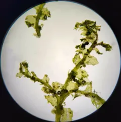 Lesser Crestwort thumbnail 4