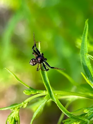 Brotherly Ground Crab Spider