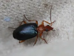 Large Foliage Ground Beetle thumbnail 2
