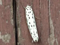 Zeller's Ethmia Moth thumbnail 4