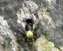 Black-waisted Laphria thumbnail 4