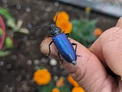 Semanotus amethystinus thumbnail 4