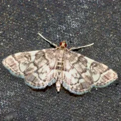 Yellow-spotted Webworm Moth thumbnail 4