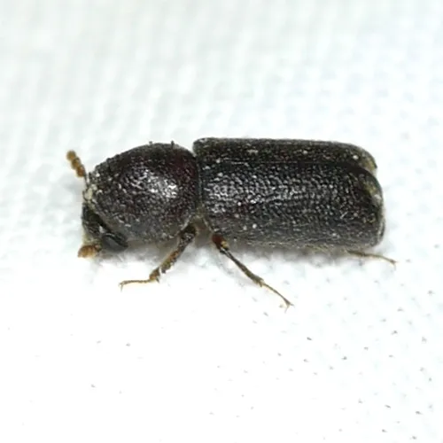 Prostephanus punctatus