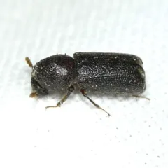 Prostephanus punctatus thumbnail 1