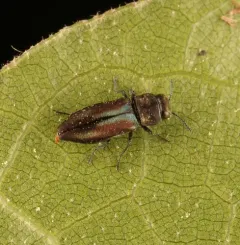 Anthaxia quercata thumbnail 4