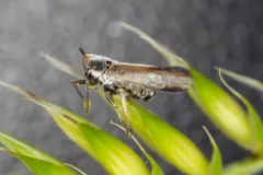 Laccocera vittipennis thumbnail 2