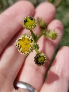 Omphalapion hookerorum thumbnail 3