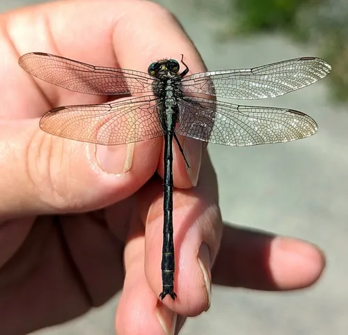 Harpoon Clubtail