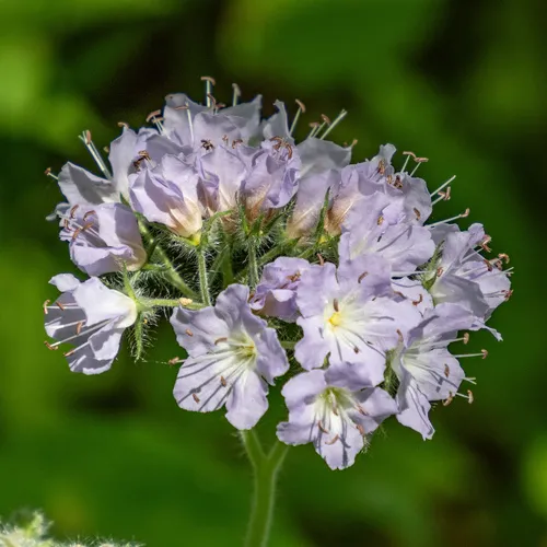 great waterleaf