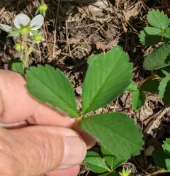 Cascades Strawberry thumbnail 3