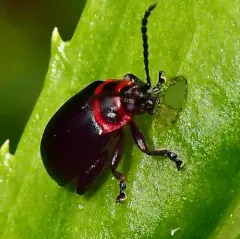 Red-lined Flea Beetle thumbnail 3