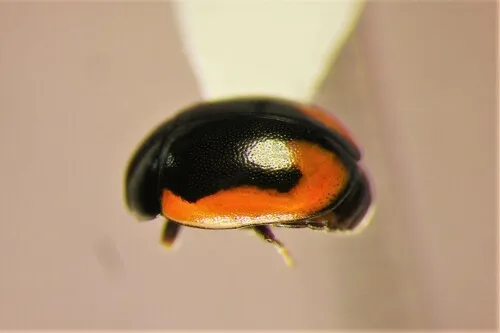 Hyperaspis inflexa