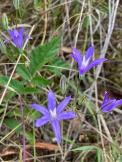 Indian Valley Brodiaea thumbnail 3