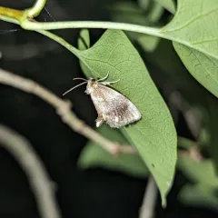 Jeweled Tailed Slug Moth thumbnail 3