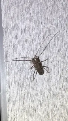 Banded Hickory Borer thumbnail 2