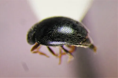 Scymnus lacustris