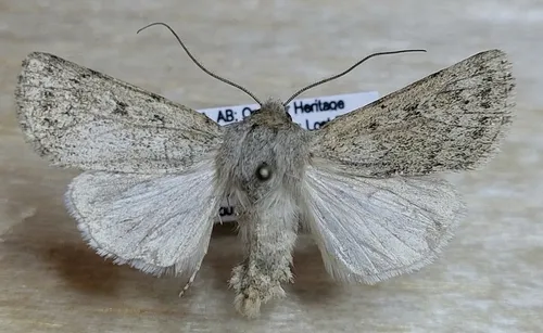 Protogygia alberta