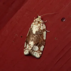 White-spotted Leafroller Moth thumbnail 2