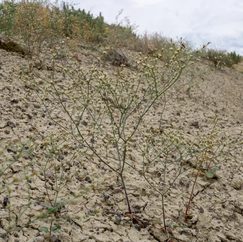 Saltwort Buckwheat