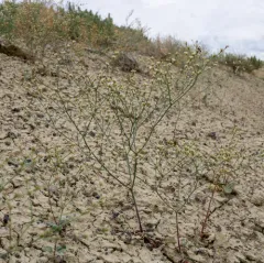 Saltwort Buckwheat thumbnail 1