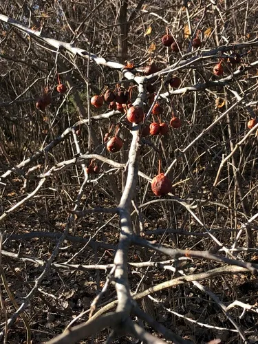 Pear-leaf Crabapple