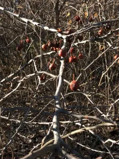 Pear-leaf Crabapple thumbnail 1