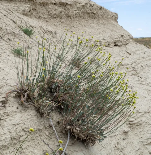 Eriogonum calcareum